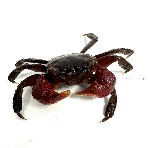 Sesarma johorensis - Crabe rouge M